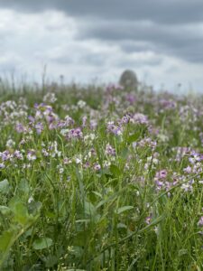 知夫里島の野だいこんの花の写真