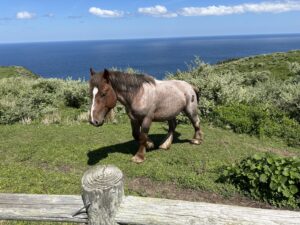 赤尾展望所にいるうま