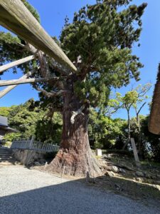 隠岐島後三大杉の一つ玉若酢命神社の八百杉
