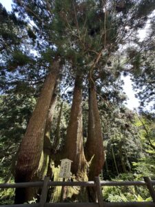 隠岐・島後三大杉のかぶら杉