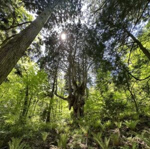 岩倉の乳房杉2023